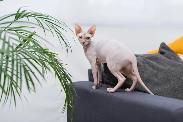 Chat Sphynx regardant la caméra sur le canapé près de la plante à la maison — Photo de stock