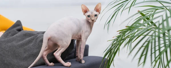 Sphynx cat looking at camera near plant in living room, banner — Stockfoto