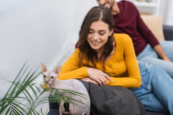 Sphynx cat sitting near plant and blurred couple at home - foto de stock