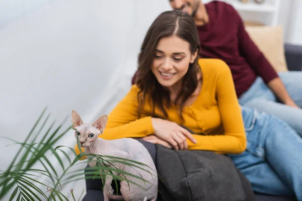 Sphynx cat sitting near plant and blurred couple at home — стоковое фото