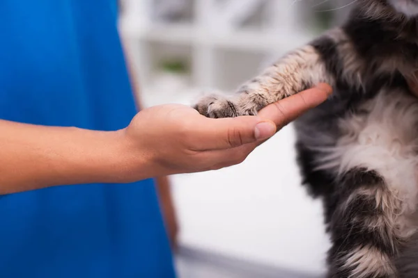 Vista cortada do veterinário tocando a pata do gato na clínica — Fotografia de Stock