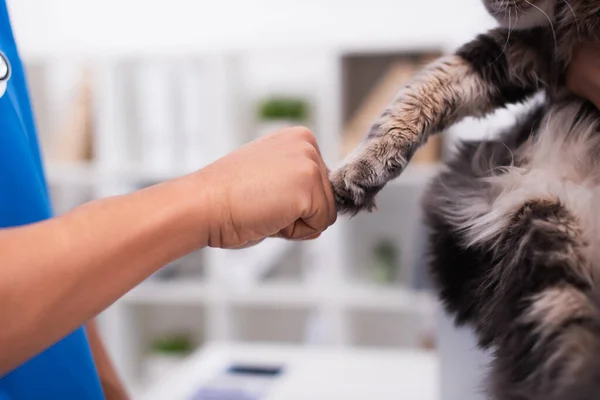 Cropped view of veterinarian touching paw of cat in clinic — Stock Photo