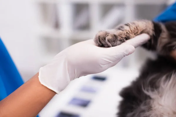 Vista ritagliata del medico in guanto di lattice toccare zampa di gatto in clinica veterinaria — Foto stock