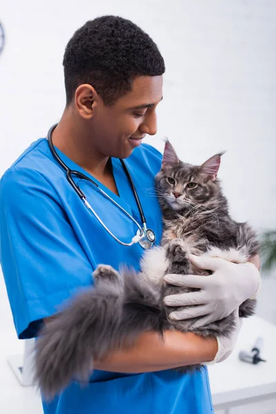 Sorridente veterinario afro-americano in guanti di lattice che tiene il procione del Maine in clinica — Foto stock