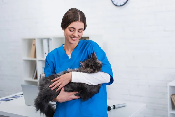 Улыбающийся ветеринар в форме держит в клинике кота-енота Мэна — стоковое фото