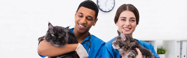 Positive interracial veterinarians in uniform holding maine coons in clinic, banner - foto de stock