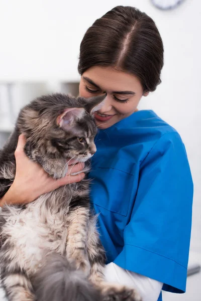 Positive veterinarian looking at maine coon in clinic — Stockfoto