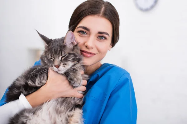 Позитивна брюнетка ветеринар тримає кота-куна в клініці — стокове фото