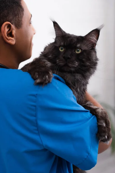 Blurred african american vet doctor holding maine coon in clinic — стоковое фото