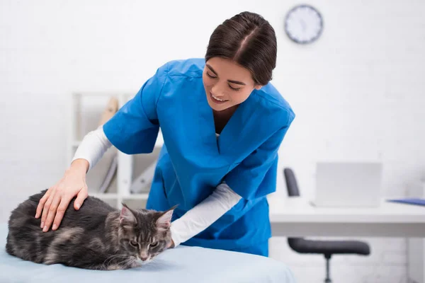 Veterinario sorridente che tocca il procione del Maine sul divano medico a casa — Foto stock