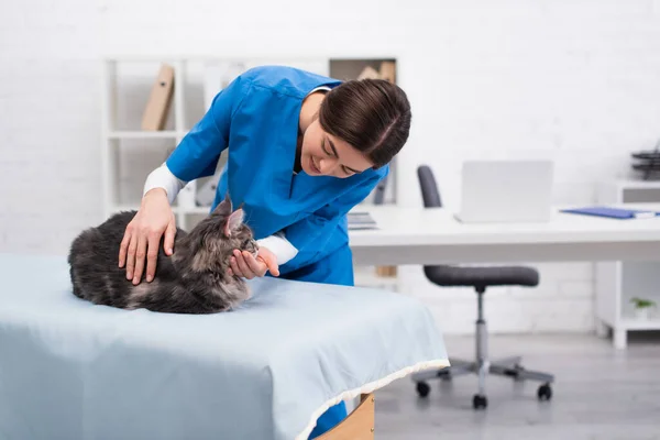 Брюнетка ветеринар осматривает мейн-енота на медицинском диване в клинике — стоковое фото