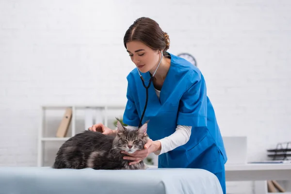 Vet doctor in stethoscope examining maine coon cat on medical couch in clinic — Photo de stock