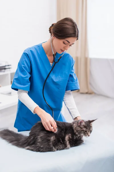 Veterinario in uniforme esaminando maine coon con stetoscopio in clinica — Foto stock