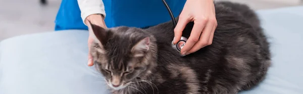 Cropped view of vet doctor examining maine coon with stethoscope in clinic, banner - foto de stock