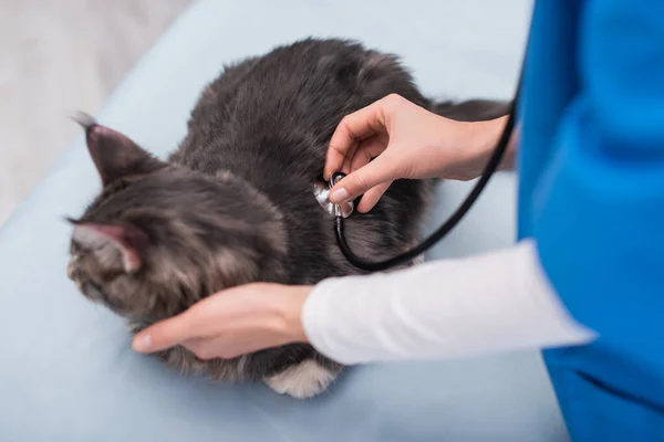 Обрезанный вид размытого ветеринара, осматривающего мейн-кун со стетоскопом в клинике — стоковое фото