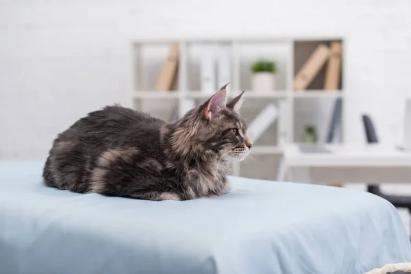 Maine coon sitting on medical couch in vet clinic — стокове фото