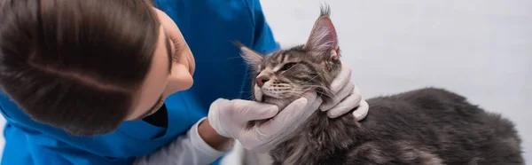 Verschwommener Tierarzt in Latexhandschuhen untersucht Maine Coon Katze in Klinik, Banner — Stockfoto