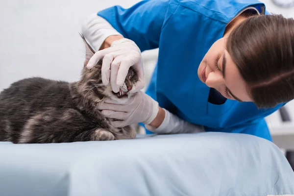 Brunette vet doctor in latex gloves examining teeth of maine coon in clinic — Stock Photo