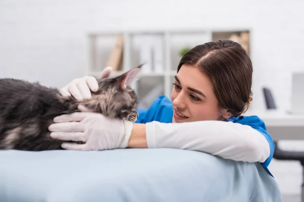 Vétérinaire souriant en gants de latex caressant maine coon sur le canapé médical à la clinique — Photo de stock