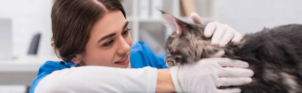 Positive vet doctor in latex gloves petting maine coon in clinic, banner — Stock Photo