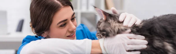 Médecin vétérinaire positif en gants de latex caressant maine coon à la clinique, bannière — Photo de stock