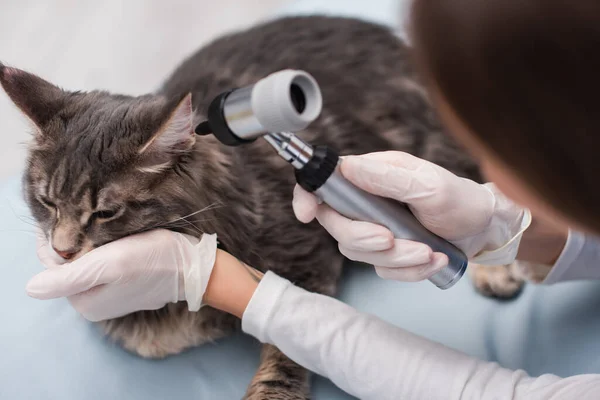 Vista de ángulo alto del médico borroso en guantes de látex que examinan mapache con otoscopio en la clínica - foto de stock