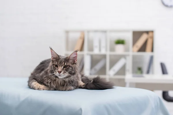 Maine coon cat looking away on medical couch in clinic - foto de stock