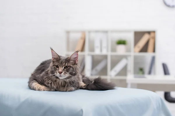 Maine coon cat mirando hacia otro lado en el sofá médico en la clínica - foto de stock