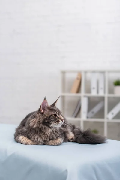 Peludo maine coon mirando hacia otro lado mientras acostado en médico sofá en veterinario clínica - foto de stock