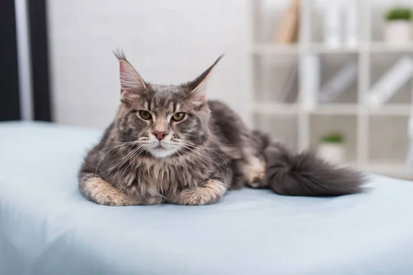Furry maine coon looking at camera while lying on medical couch in exam room - foto de stock