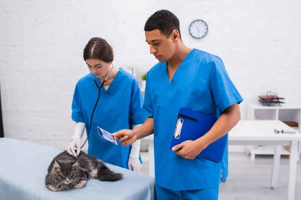 African american veterinarian holding ultrasound scan and clipboard near colleague and maine coon in clinic — стокове фото