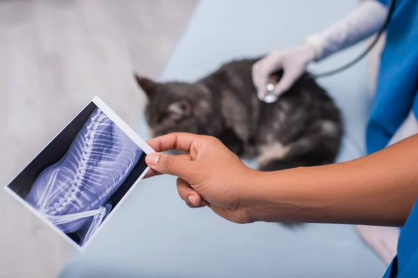 Ausgeschnittene Ansicht eines afrikanisch-amerikanischen Arztes mit Ultraschalluntersuchung in der Nähe von verschwommenem Kollegen und Maine Coon in Tierklinik — Stockfoto