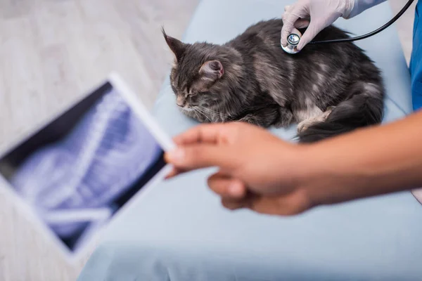 Doctor examining maine coon with stethoscope near blurred african american colleague with ultrasound scan — Fotografia de Stock