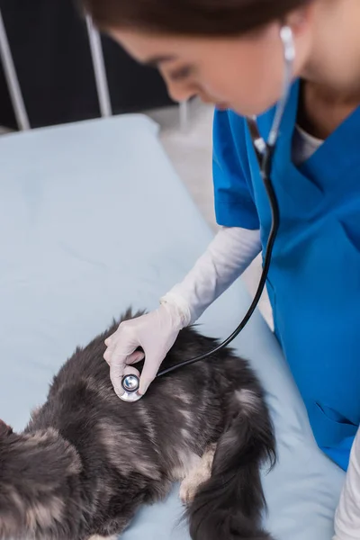 Blurred veterinarian examining maine coon with stethoscope in vet clinic - foto de stock