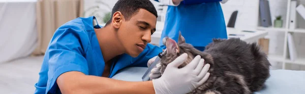 African american doctor examining maine coon with otoscope on medical couch in vet clinic, banner — стоковое фото