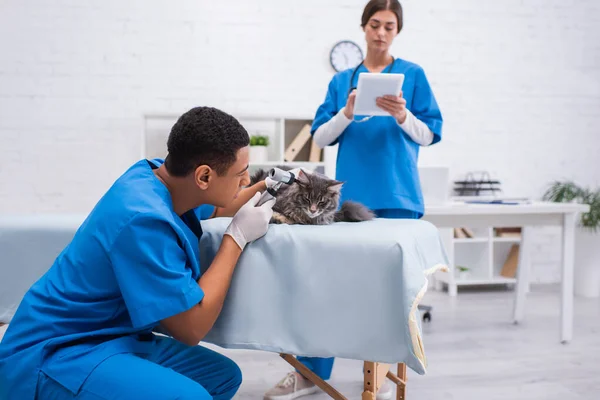 Afrikanisch-amerikanischer Tierarzt untersucht Maine Coon mit Otoskop neben verschwommenem Kollegen mit digitalem Tablet in Klinik — Stockfoto