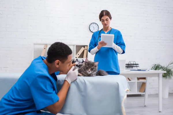 Veterinarian using digital tablet near blurred african american colleague examining maine coon with otoscope in clinic — Stock Photo