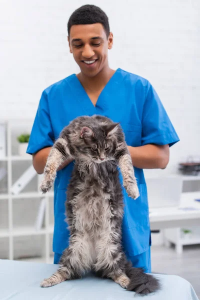 Vétérinaire afro-américain flou tenant maine coon sur le canapé médical en clinique — Photo de stock