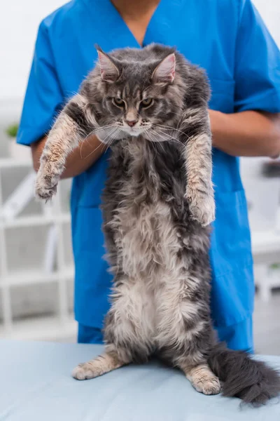 Cropped view of african american doctor in uniform holding furry maine coon in vet clinic — Stock Photo