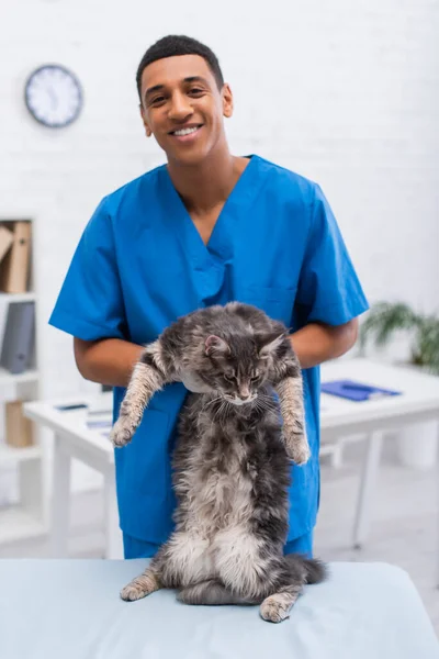 Alegre afroamericano veterinario médico celebración maine coon en clínica - foto de stock