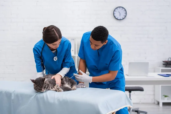 African american veterinarian holding syringe near colleague and maine coon on medical couch in clinic — Stock Photo