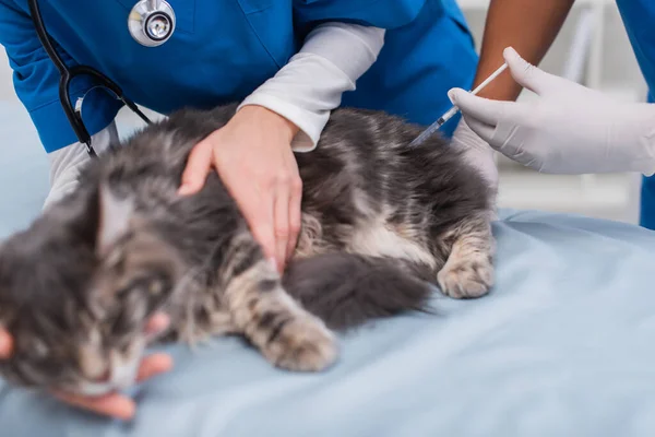 Vista recortada del doctor veterinario sosteniendo mapache desenfocado cerca de colega afroamericano con jeringa en clínica - foto de stock