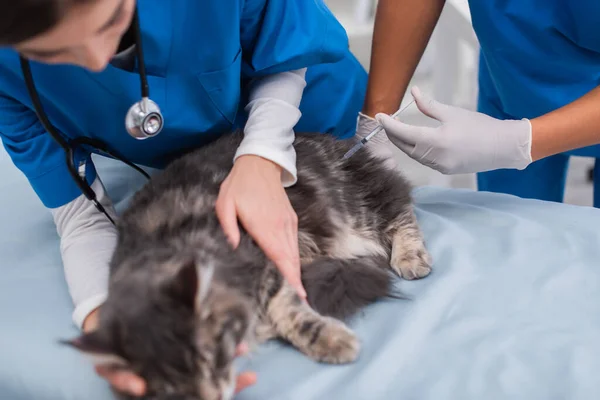 Médico veterinário afro-americano segurando seringa perto de casulo de maine borrado e colega na clínica — Fotografia de Stock