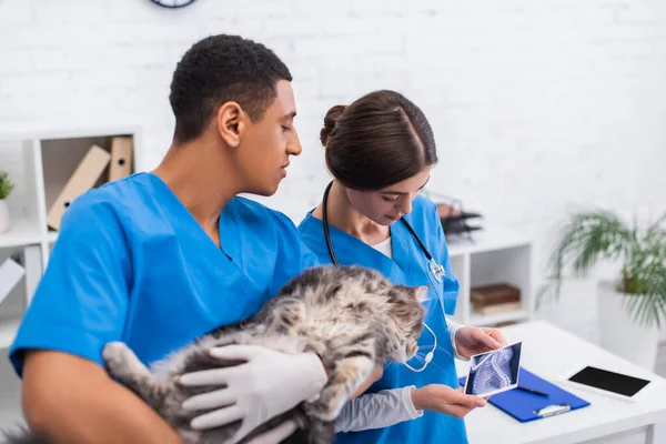 Doctor holding ultrasound scan near african american colleague holding maine coon in clinic — Photo de stock