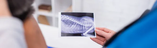 Cropped view of doctor holding ultrasound scan of cat near african american colleague in vet clinic, banner — Stockfoto