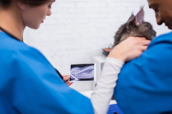 Blurred interracial veterinarians holding ultrasound scan of cat and maine coon in clinic — Stock Photo