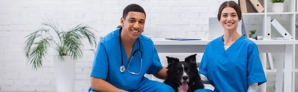 Positive multiethnic vet doctors petting border collie and looking at camera in clinic, banner — Stock Photo