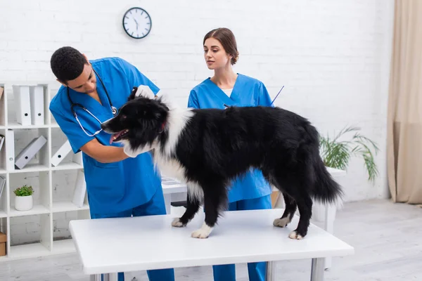 Doctor holding clipboard near african american colleague examining border collie in vet clinic — Foto stock