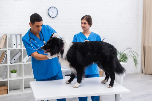 Médico veterinario afroamericano examinando frontera collie cerca colega con portapapeles en clínica - foto de stock