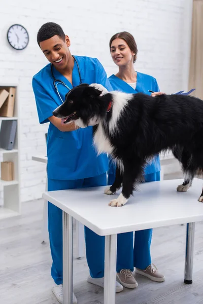 Positive african american veterinarian examining border collie dog near colleague with clipboard in vet clinic — стоковое фото